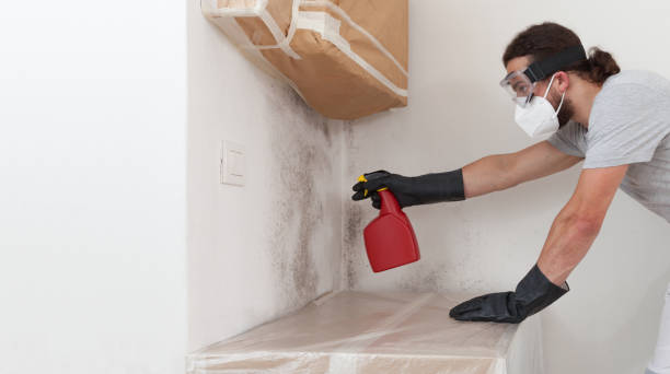 Professional Basement Mold Remediation technician working in Wakefield, MA